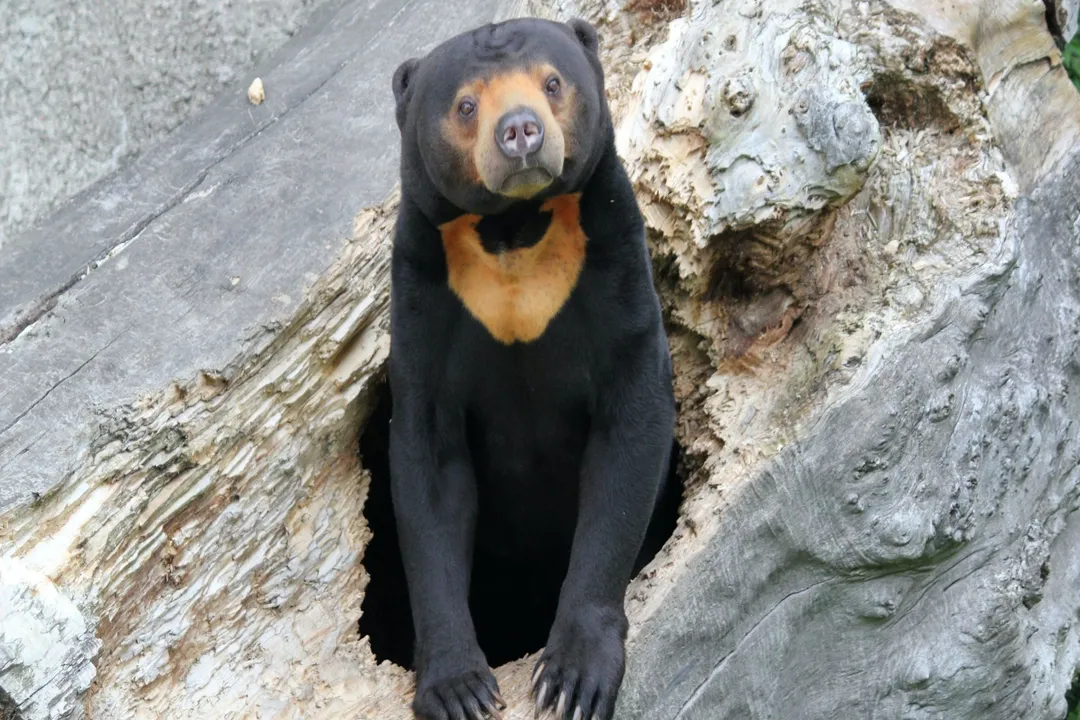 What family is the sun bear in?, Foraging Ecology