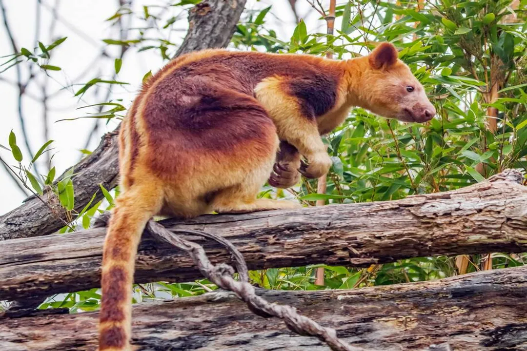 What family is the tree-kangaroo in?, Canopy Mechanics