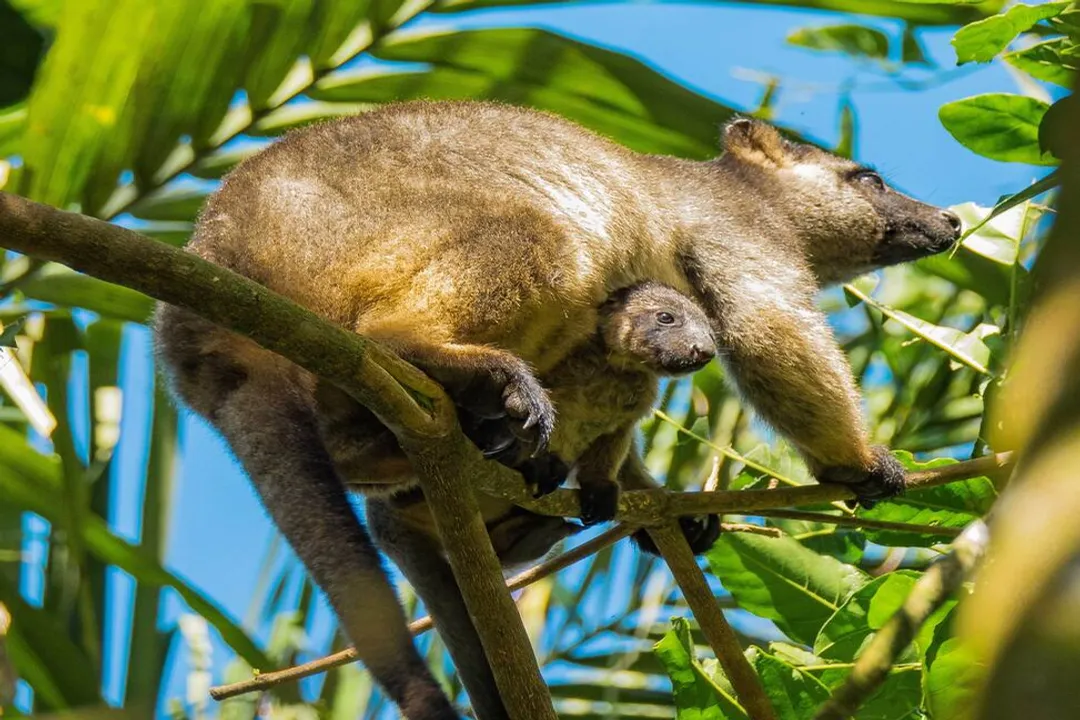 What family is the tree-kangaroo in?, Ancestral Origins