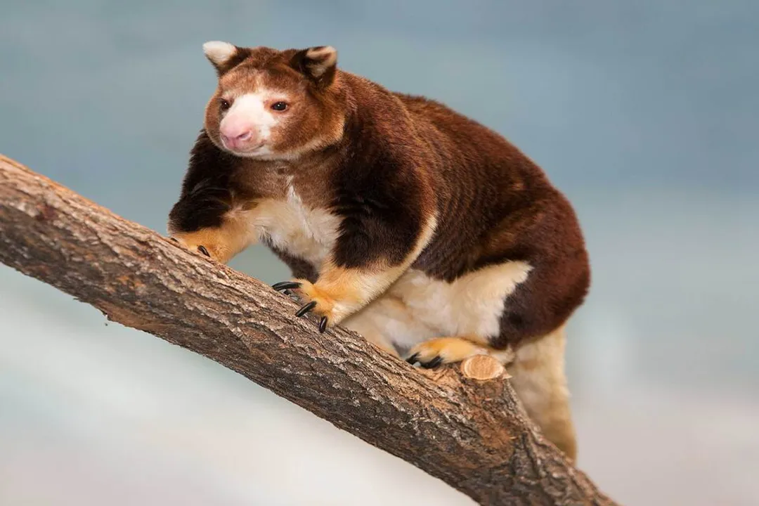 What family is the tree-kangaroo in?, Family Placement