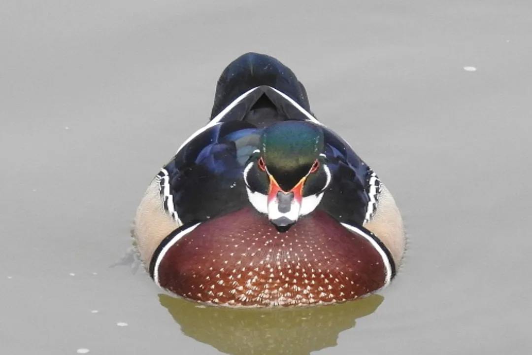 What family is the wood duck in?