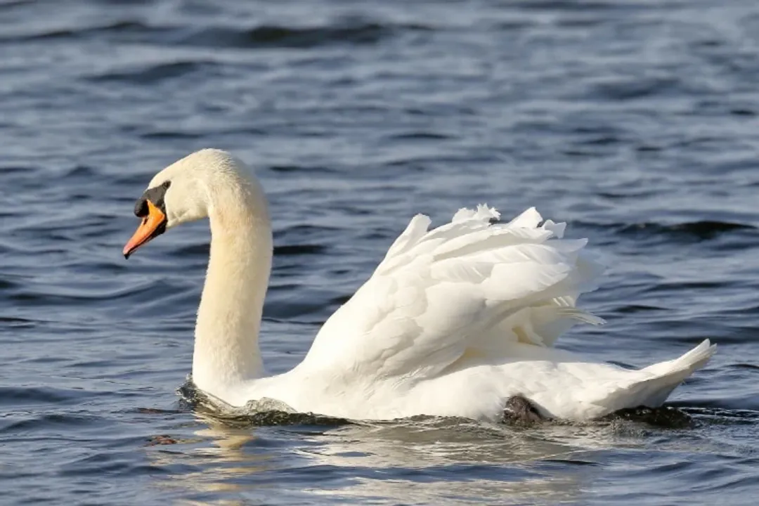 What family of birds are swans in?, Global Presence and Adaptability