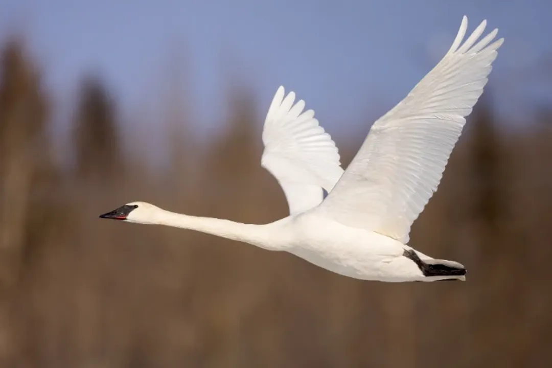 What family of birds are swans in?, The Anatidae Family