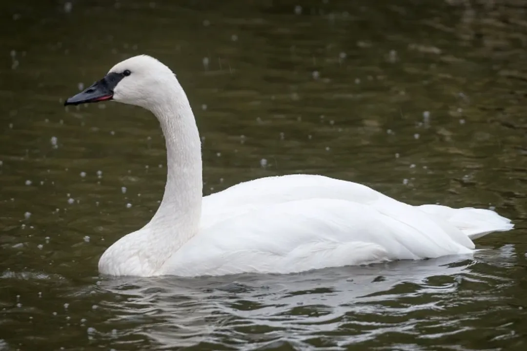 What family of birds are swans in?, Foraging Methods