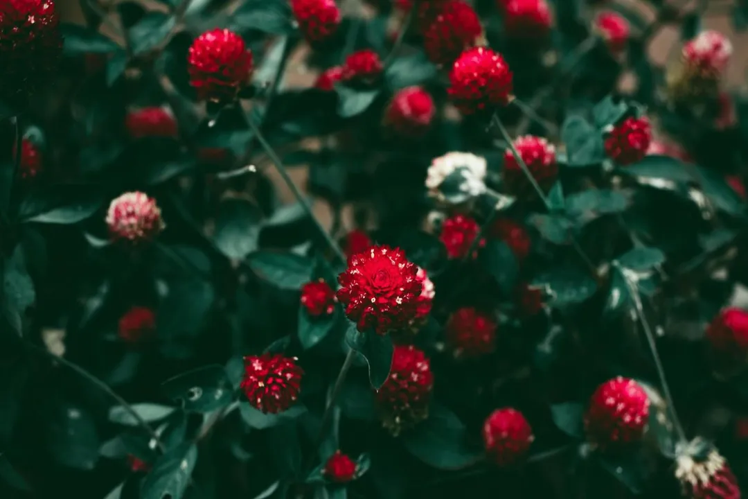 What flower can last the longest without water?, Drying Champions