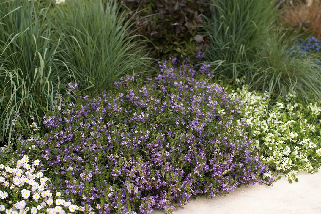 What flower thrives in the harsh environment?, Winter Hardy