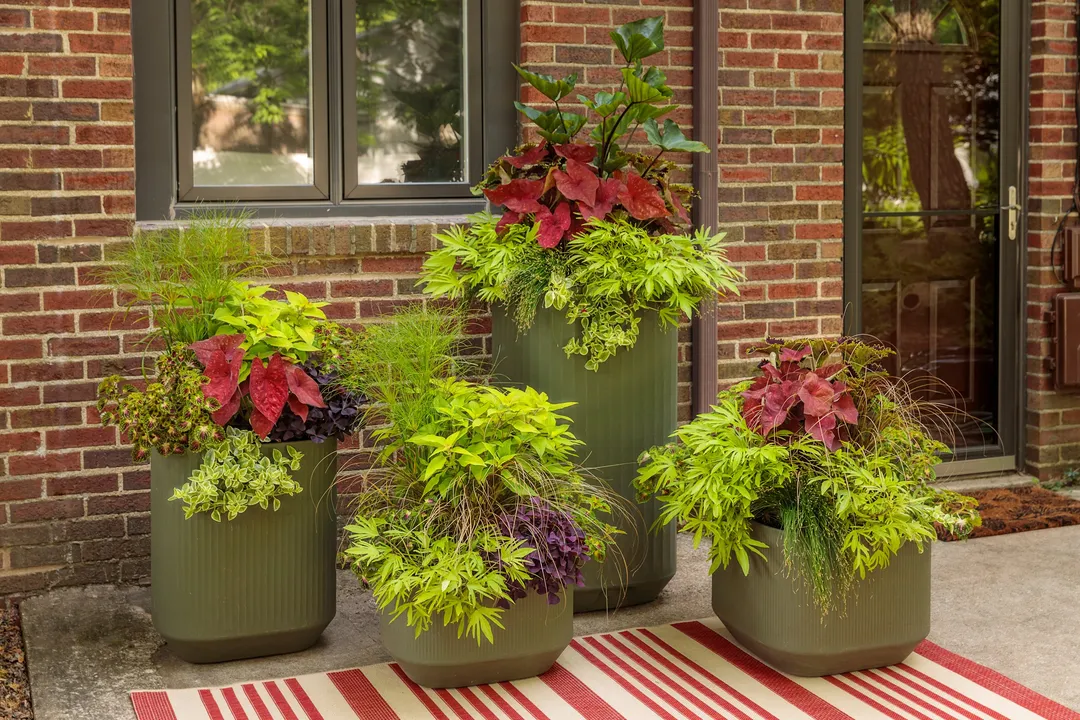 What flower thrives in the harsh environment?, Sun Scorched