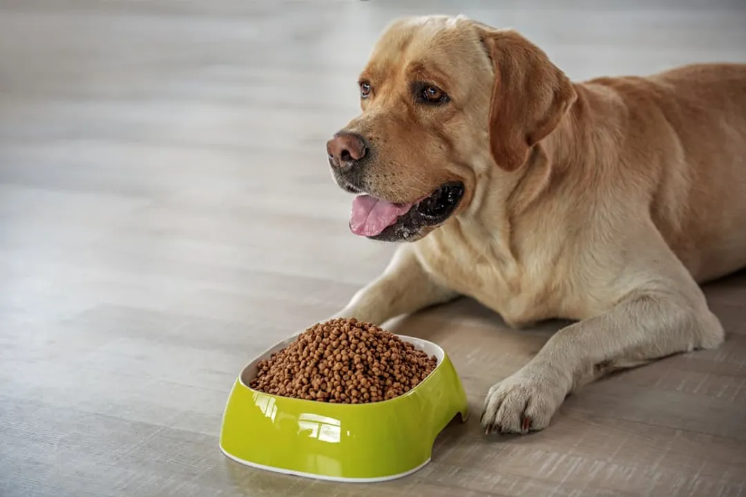 What food is best for weight loss in dogs?, Calorie Counting