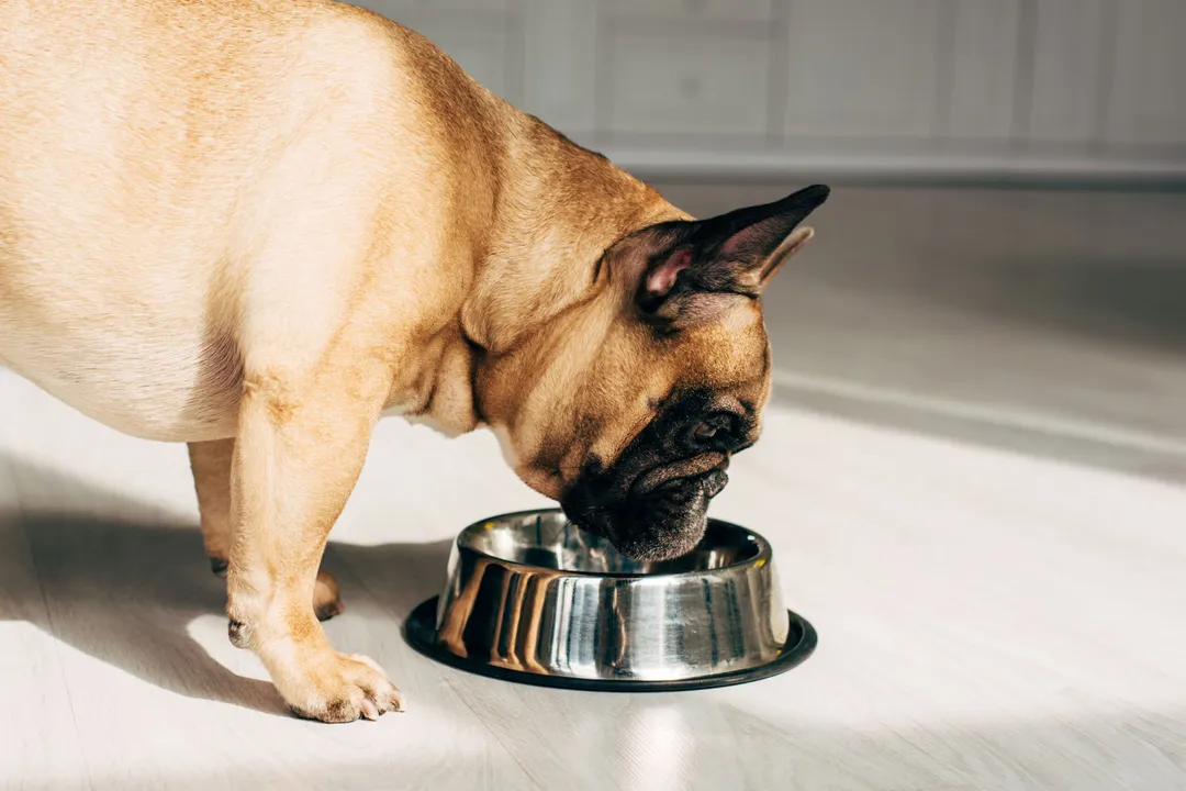 What food is best for weight loss in dogs?, Density Matters