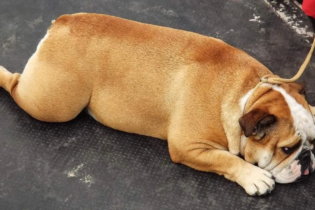 What food is best for weight loss in dogs?