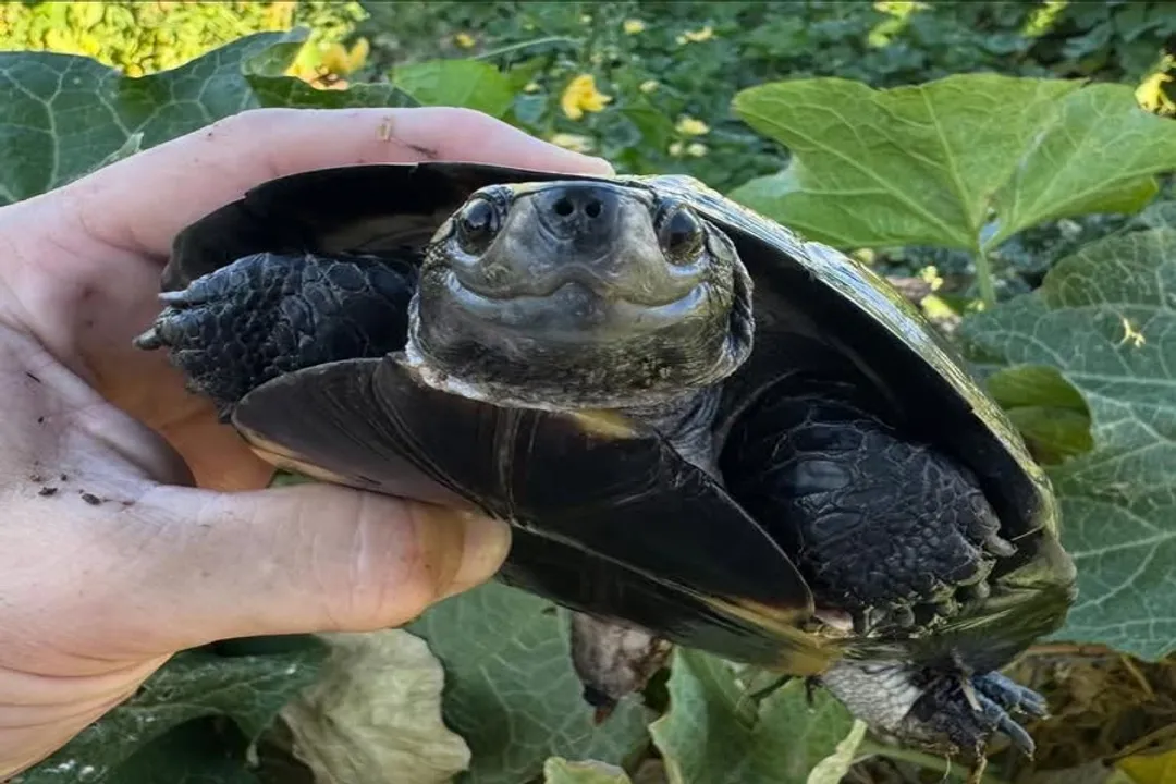 What foods are poisonous to Russian tortoises?, Immediate Dangers