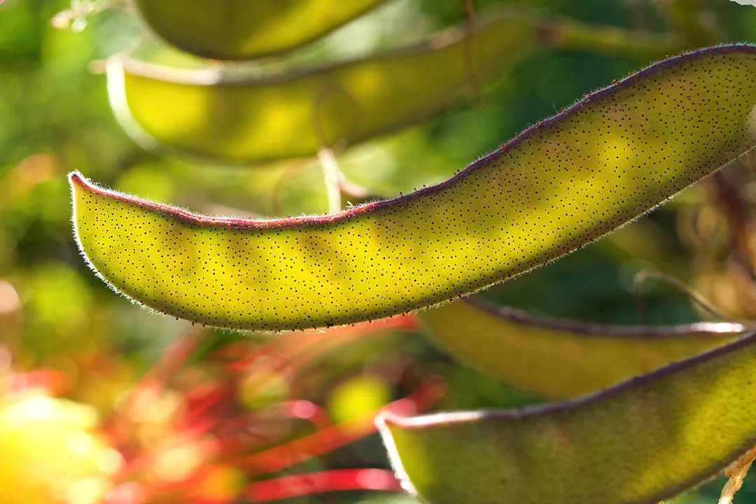 What foods are poisonous to Russian tortoises?