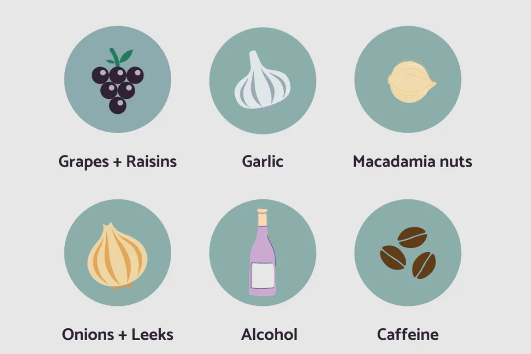 What foods can Schnauzers not eat?, Acute Poisons