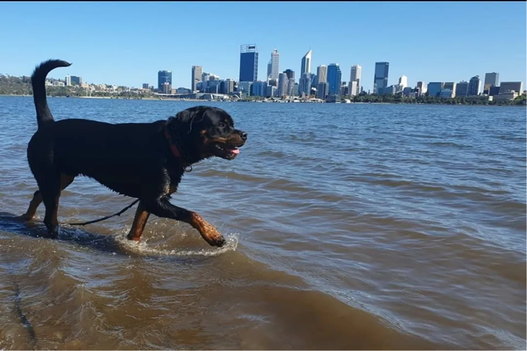 What foods should Rottweilers avoid?, Acute Poisons