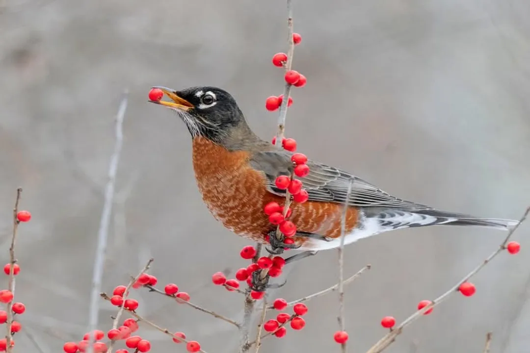 What fruit can American robins eat?, Preferred Fruits