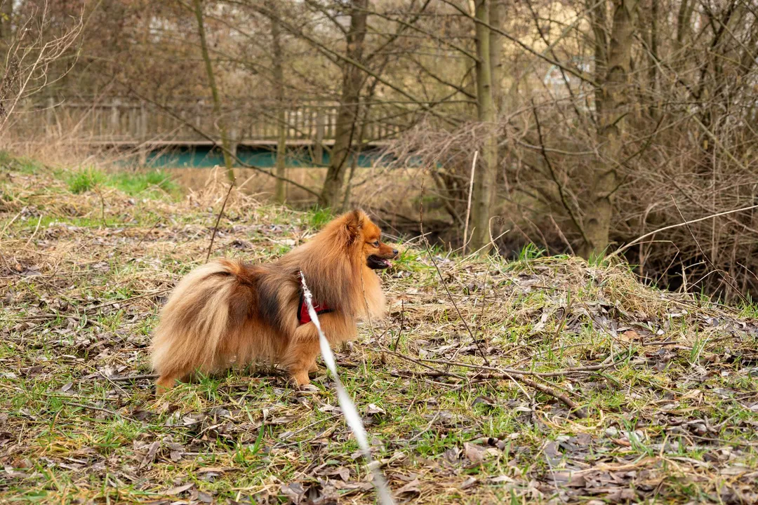 What group is the German Spitz in?, International and Other National Placements