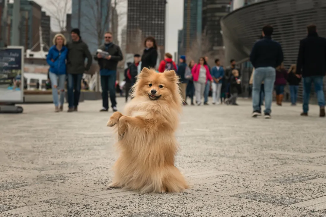 What group is the German Spitz in?