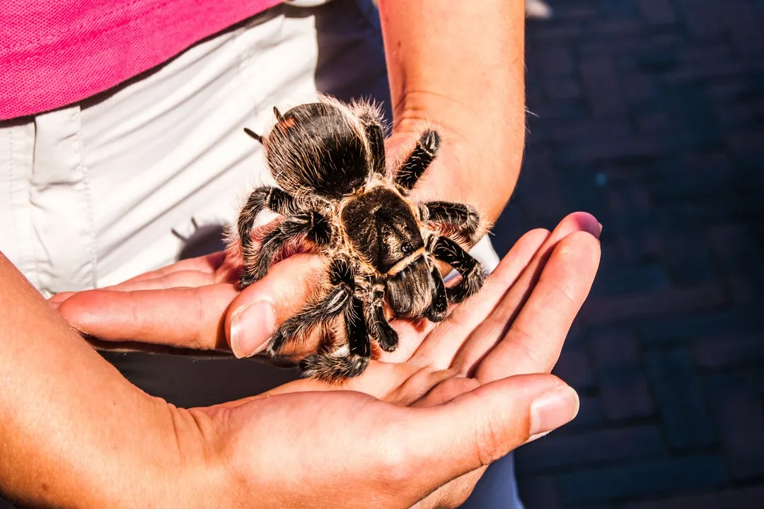 What happens if a black tarantula bites you?, Venom Effects Local
