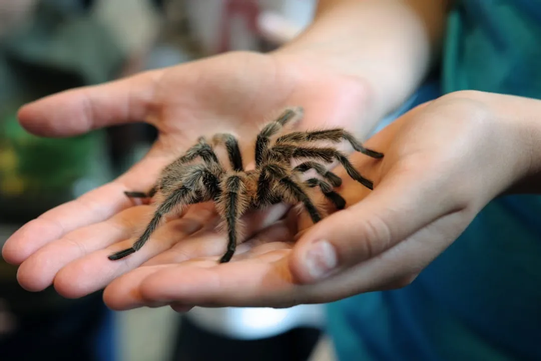 What happens if a black tarantula bites you?, Defensive Actions