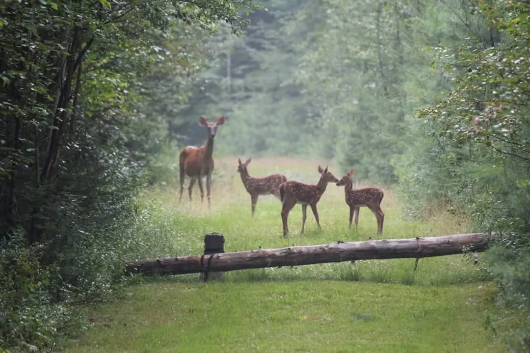 What happens if a larder beetle bites you?