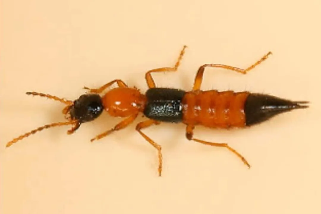 What happens if a rove beetle bites you?