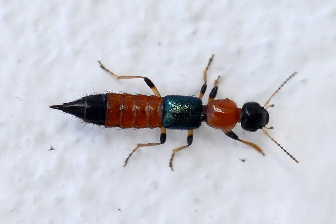 What happens if a rove beetle bites you?, Toxin Release