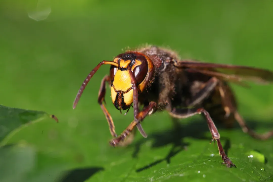 What happens if you get stung by a mason bee?, The Experience