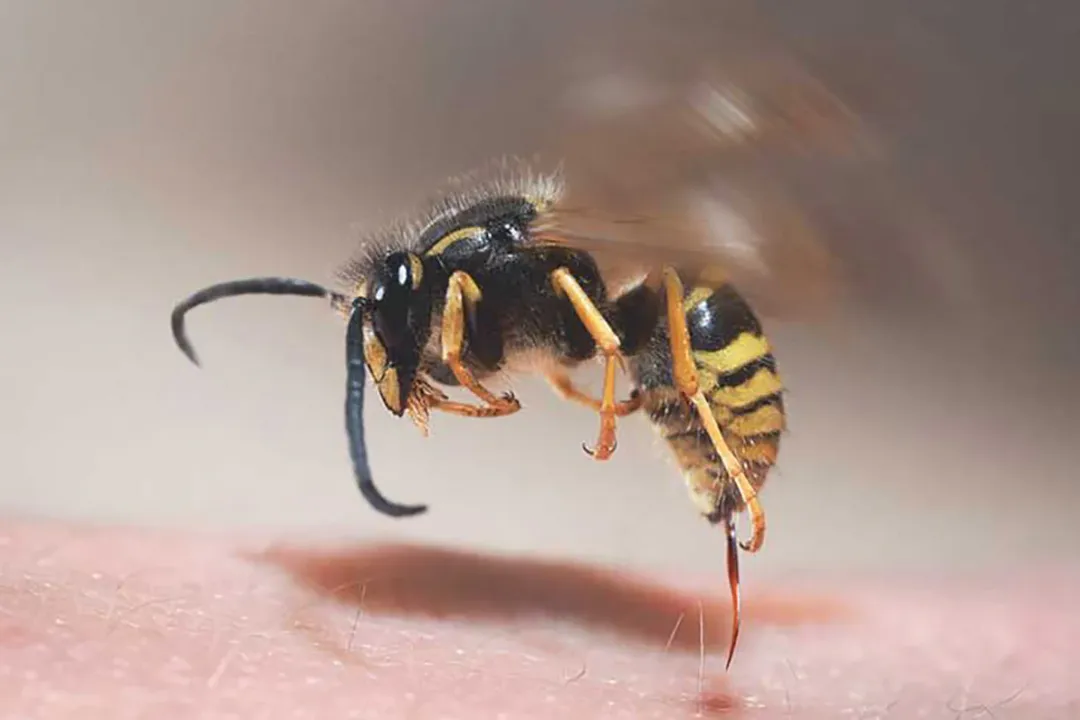 What happens if you get stung by a mason bee?, Sting Frequency