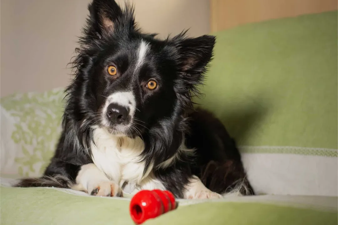 What health issues do Collie mixes face?, Drug Risks
