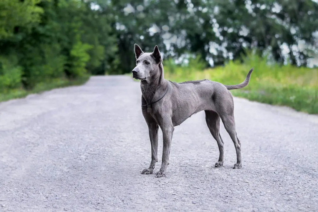 What health problems do Thai ridgebacks have?, Thyroid Function