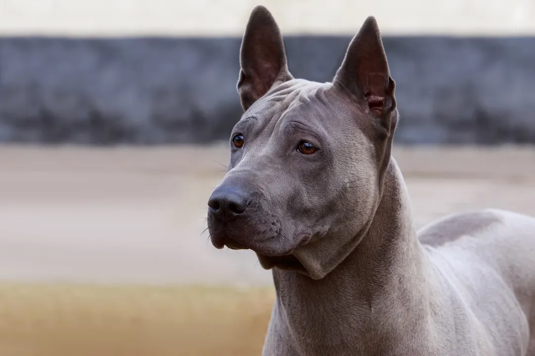 What health problems do Thai ridgebacks have?
