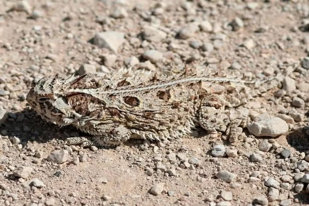 What helps a horned lizard survive?, Diet Specificity