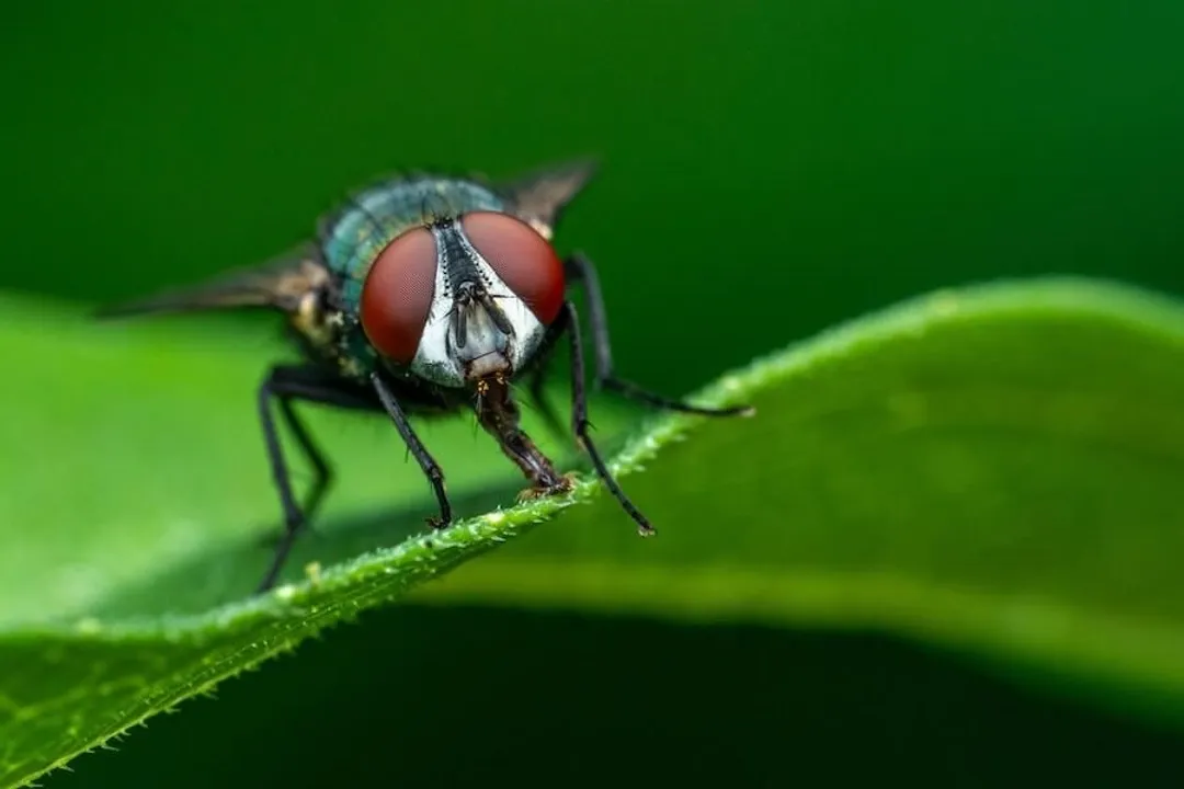 What herb keeps flies away?