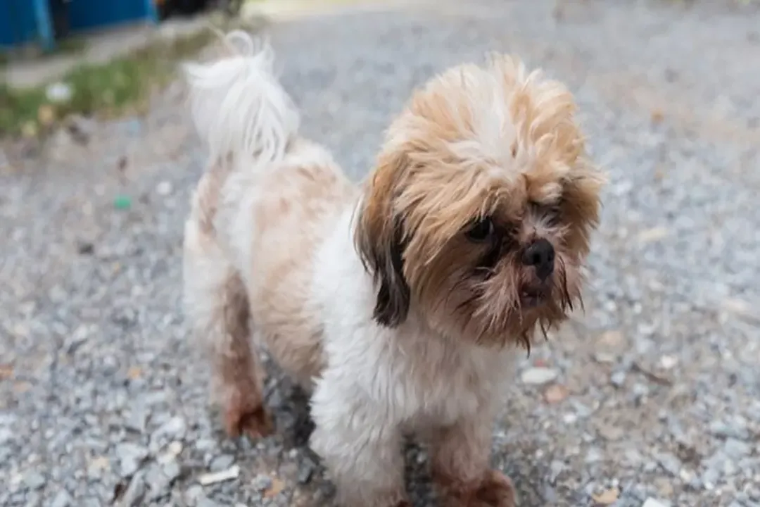 What is a bea tzu dog?, Defining Breed