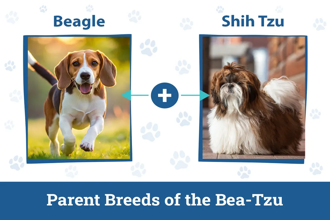What is a bea tzu dog?, Temperament Mix