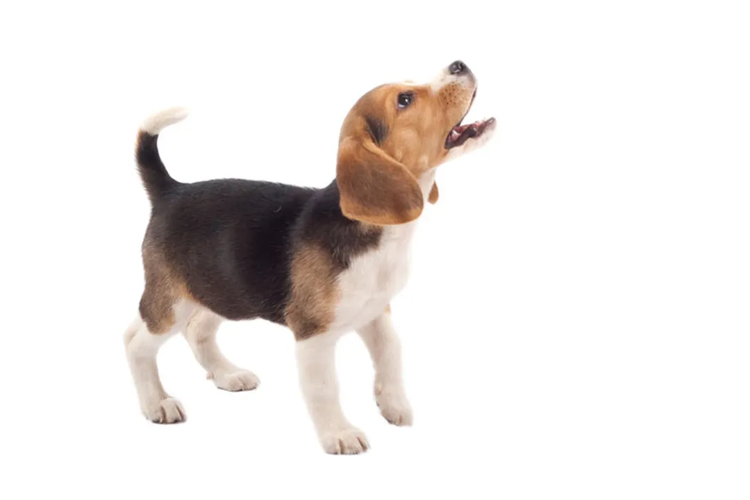 What is a Beagle classified as?, Scent Hound Specialty