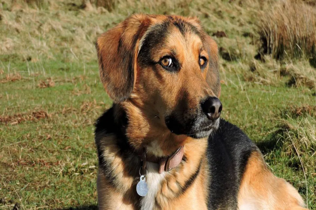 What is a Beagle shepherd?, Parent Lineages