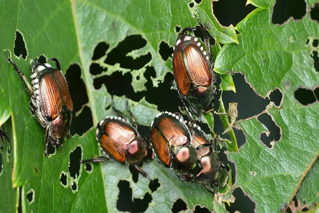 What is a beetle's favorite food?, Predators