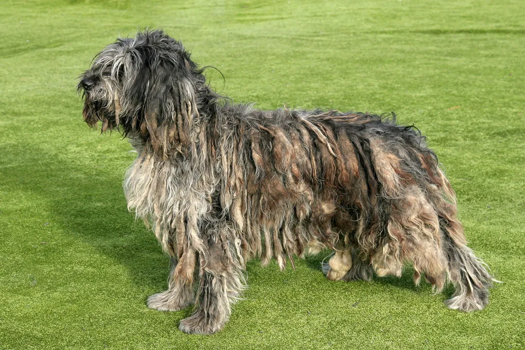 What is a Bergamasco?