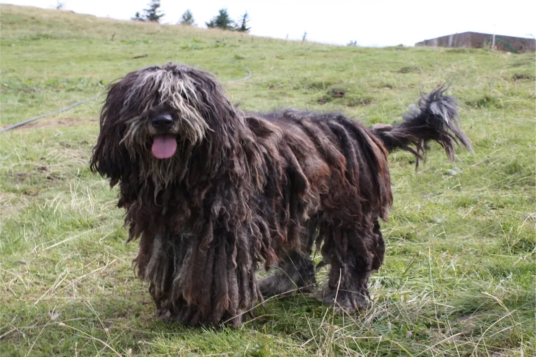 What is a Bergamasco?, Italian Roots