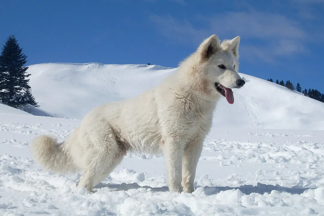 What is a Berger Blanc Suisse?, Conformation Details