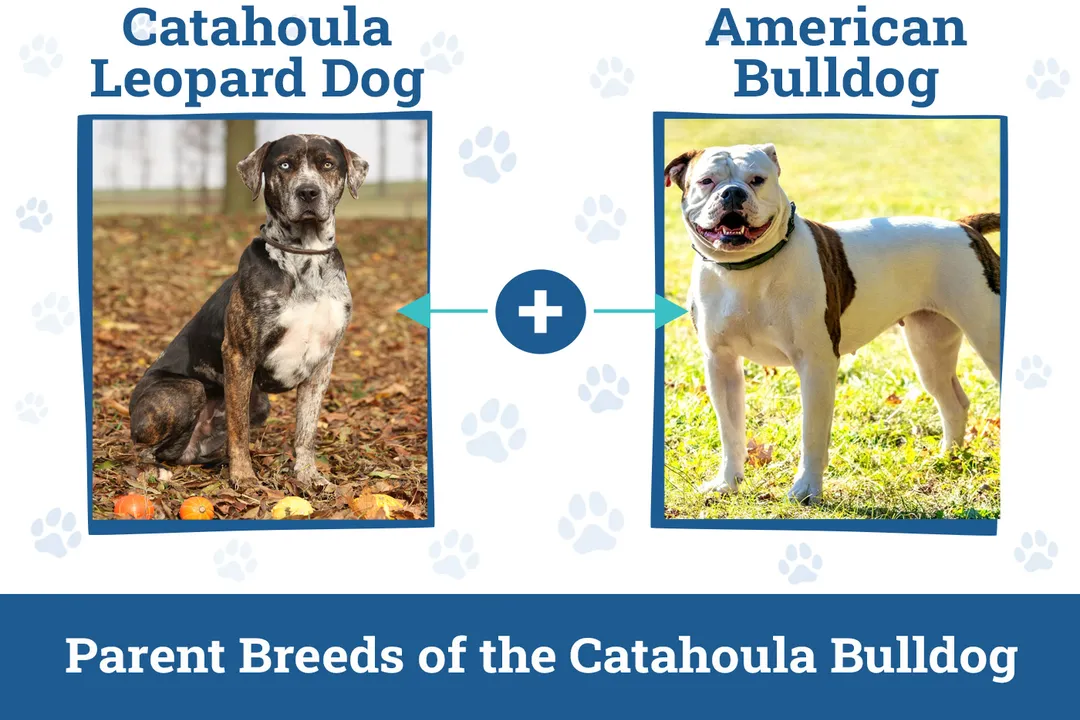 What is a Catahoula bulldog mix?, Temperament Profile