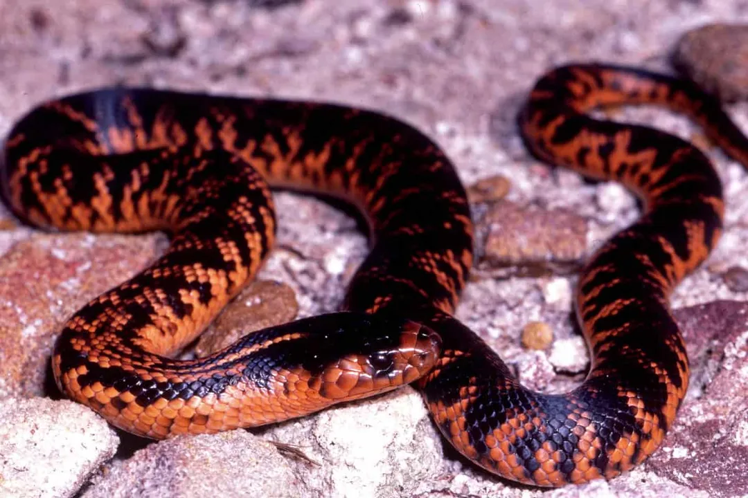 What is a Colette snake?, Striking Appearance