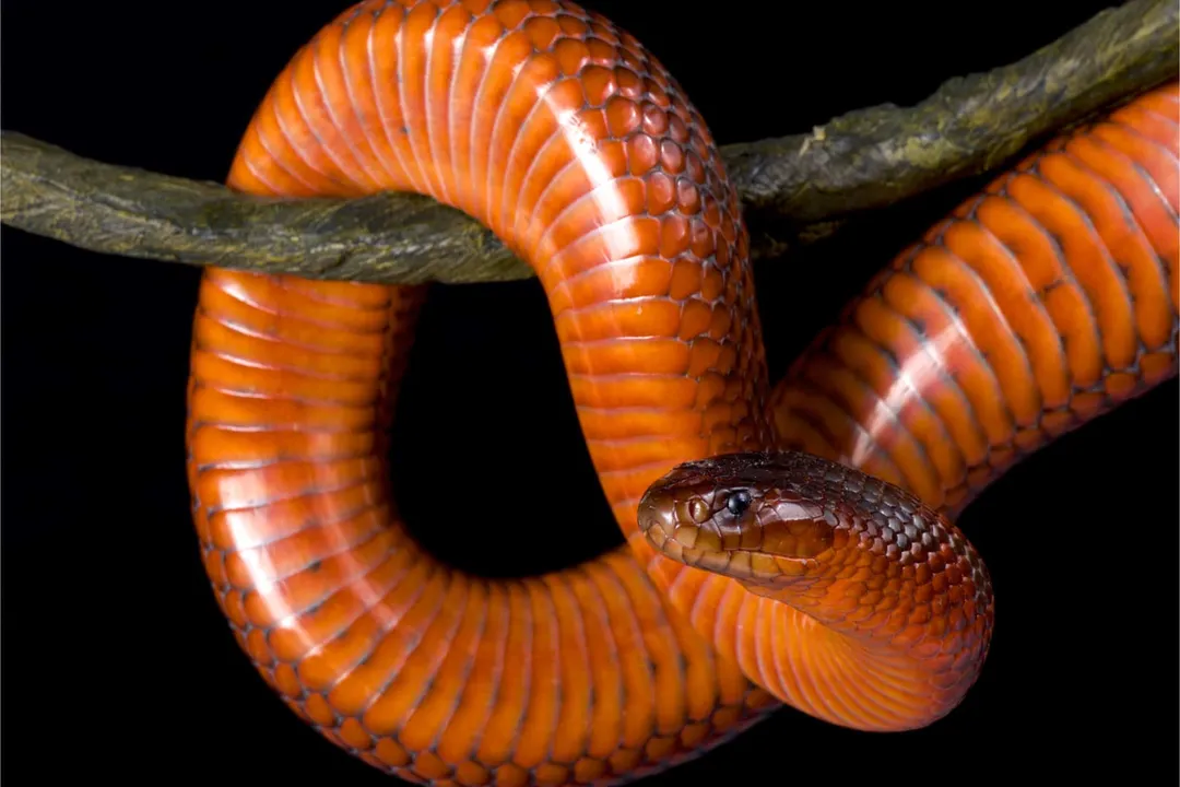 What is a Colette snake?
