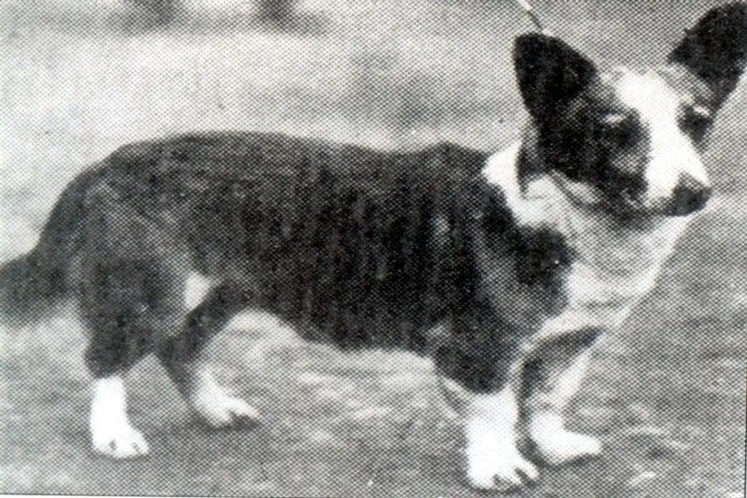 What is a Corgi a descendant of?, Cardigan Ancestry