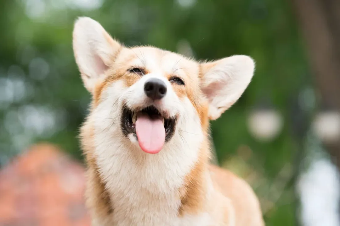 What is a Corgi a descendant of?, Ancient British Roots