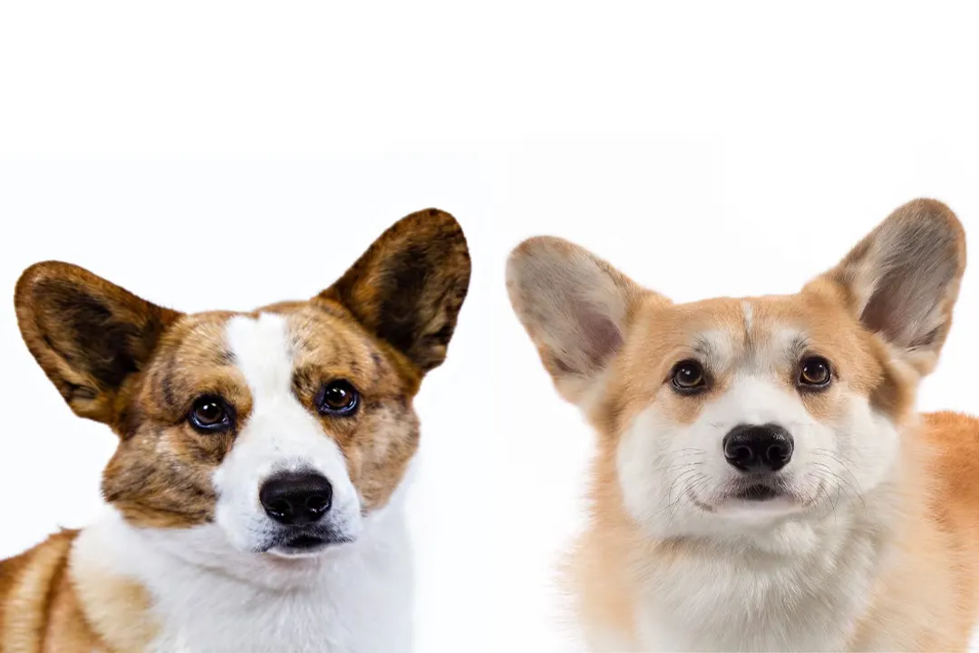 What is a Corgi a descendant of?, Pembroke Lineage