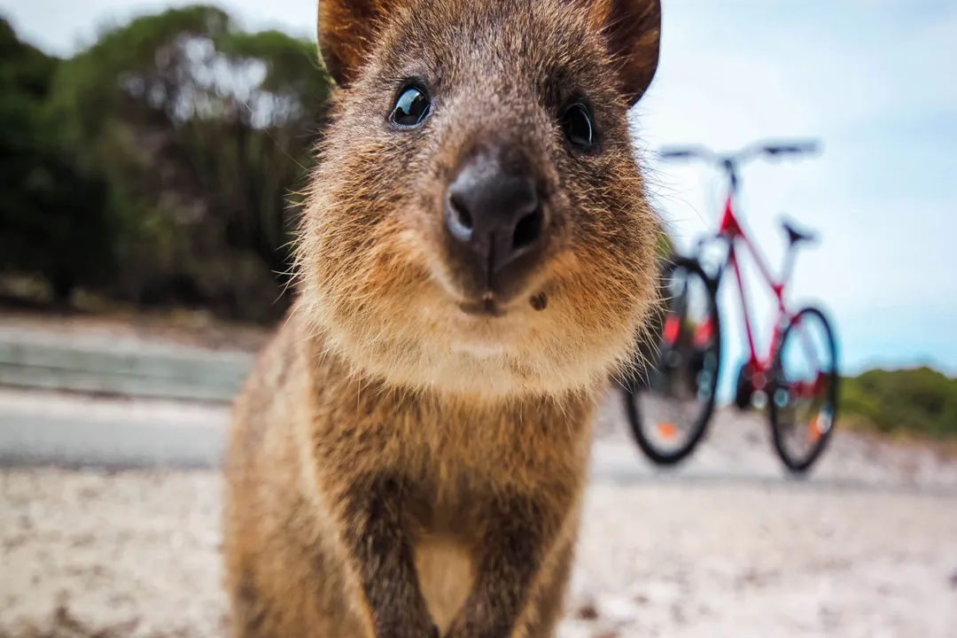 What is a dark fact about quokkas?, Smiling Mask