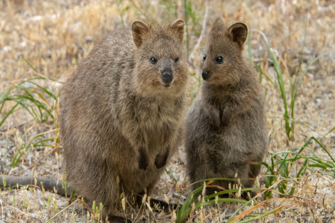 What is a dark fact about quokkas?, Joey Sacrifice