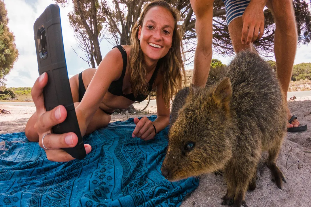 What is a dark fact about quokkas?, Fearlessness Rules